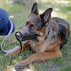 Imagen de BOZAL PERRO REGULABLE MINI