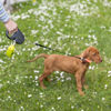 Imagen de Correa Retráctil FLIPPY CORD Small Perros hasta 12kg