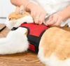 Imagen de Arnés para Roedores, Conejos y Gatos talle L