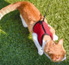 Imagen de Arnés para Roedores, Conejos y Gatos talle XL