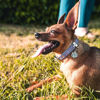 Imagen de Chapita Identificatoria Huella Diamond chico