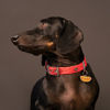 Imagen de Chapita Identificatoria  HOT-DOG FOOD salchicha