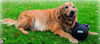 Imagen de PELOTA LCM SUPERPET