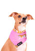 Imagen de Bandana Savage - Talle M